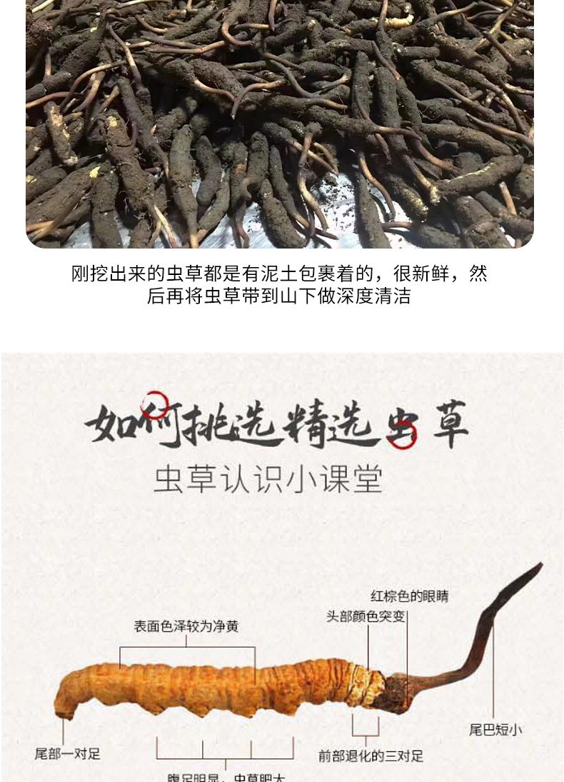 农广天地]北虫草培育技术(20121217)