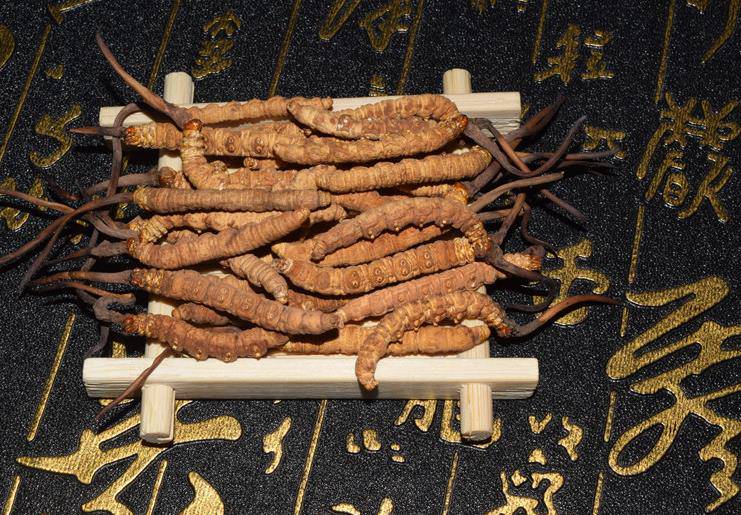 众兴菌业投资123亿元升级冬虫夏草培育工厂金针菇产能调整带来的市场新机遇