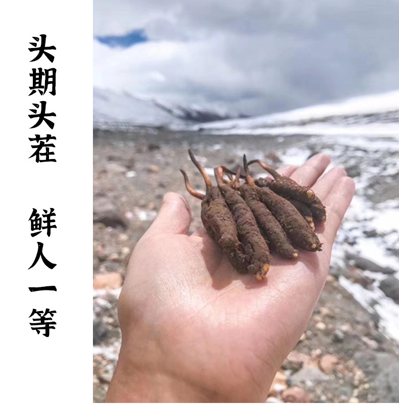 来说说虫草的栽培技术