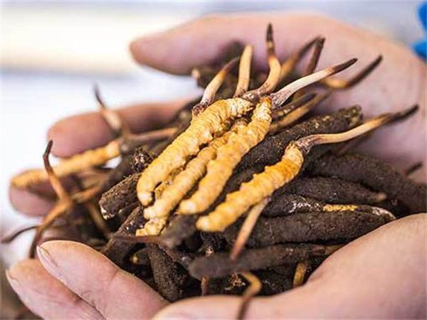 盗挖虫草金额达2万可认定危害国家重点保护植物罪！勿以身试法