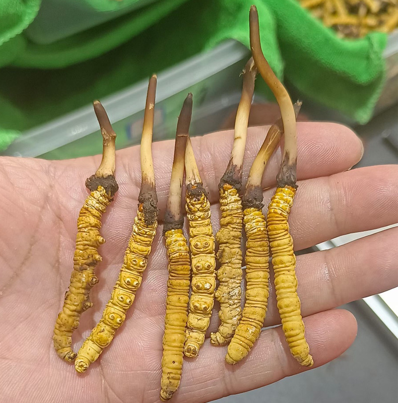 新疆二十四团首批北虫草大规模种植拉开序幕