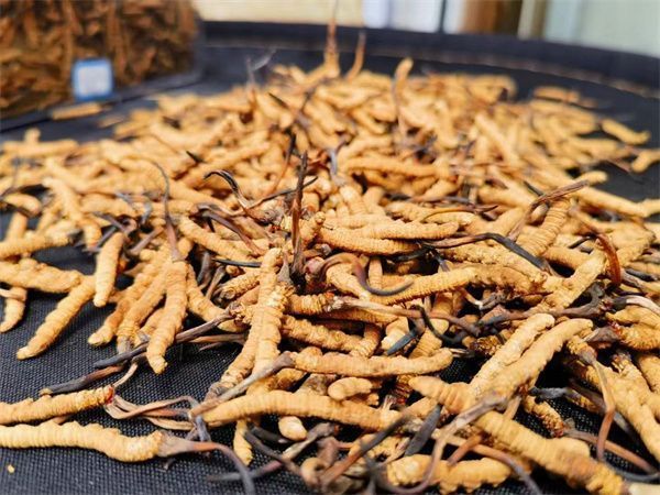 《共同富裕中国行》一线特写：人工“虫草”成长过程好神奇带动增收潜力大！