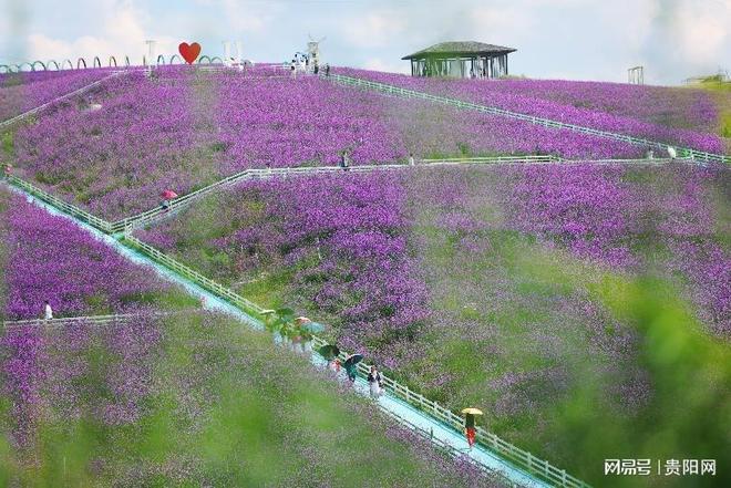 首次监测到珍稀虫草!贵阳这样守护生物“多样”精彩(图3)