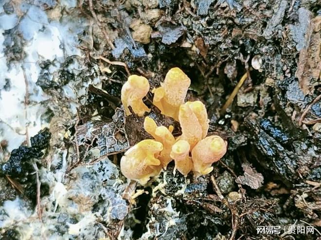 首次监测到珍稀虫草!贵阳这样守护生物“多样”精彩(图2)