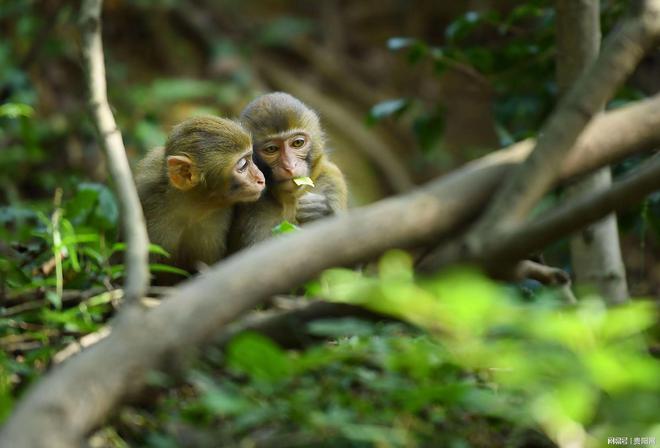 首次监测到珍稀虫草!贵阳这样守护生物“多样”精彩(图1)