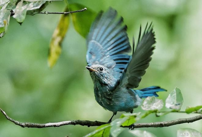 首次监测到珍稀虫草!贵阳这样守护生物“多样”精彩(图4)