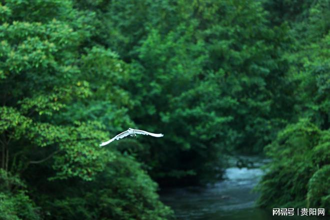 首次监测到珍稀虫草!贵阳这样守护生物“多样”精彩(图8)