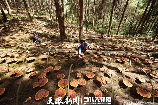 林下经济高质量发展的机遇与挑战——全国典型案例的实践分析报告(图2)