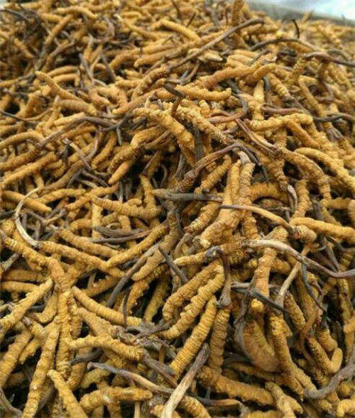 冬虫夏草怎么种植方法白冬虫夏草怎么种植(图1) 冬虫夏草怎么种植方法白冬虫夏草怎么种植