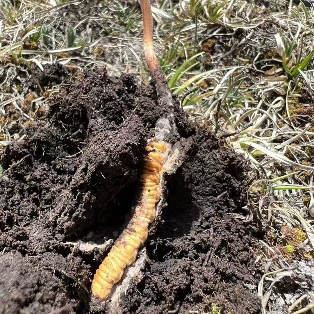 西藏拉萨：城在林中 村在绿中