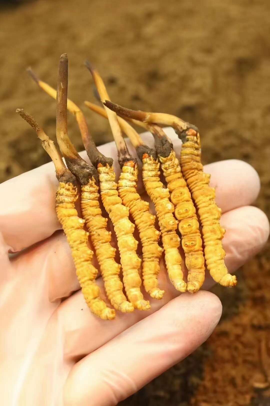冬虫夏草培植技术(图1) 冬虫夏草培植技术