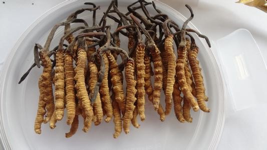 众兴菌业：将积极推进冬虫夏草工厂化仿生培育项目建设