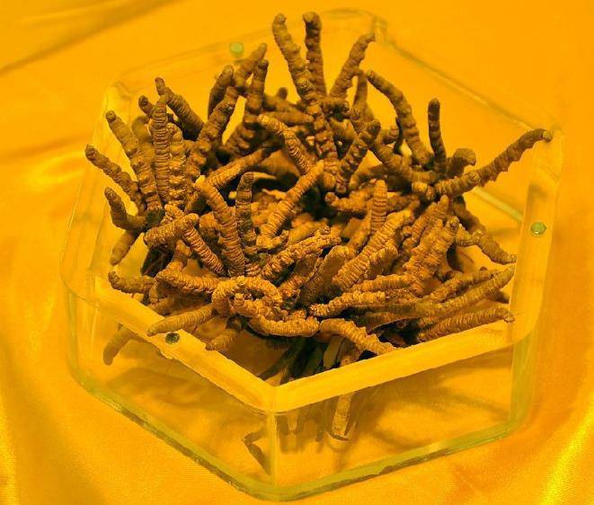 简要介绍如何培育冬虫夏草