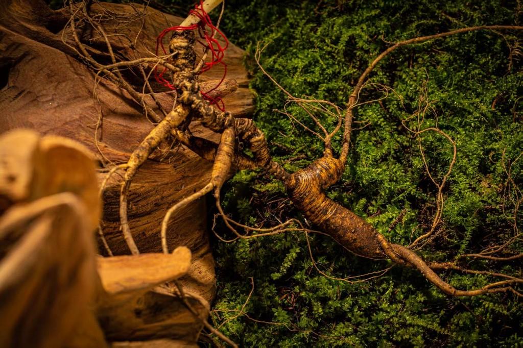 数智新时代 电商新价值丨数字动能驱动新业态崛起——看吉林省新电商业态创新发展之路(图4)