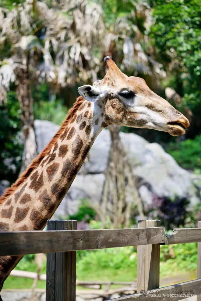 当“端午”遇上“六一”!怀化文旅活动这样安排→(图4)