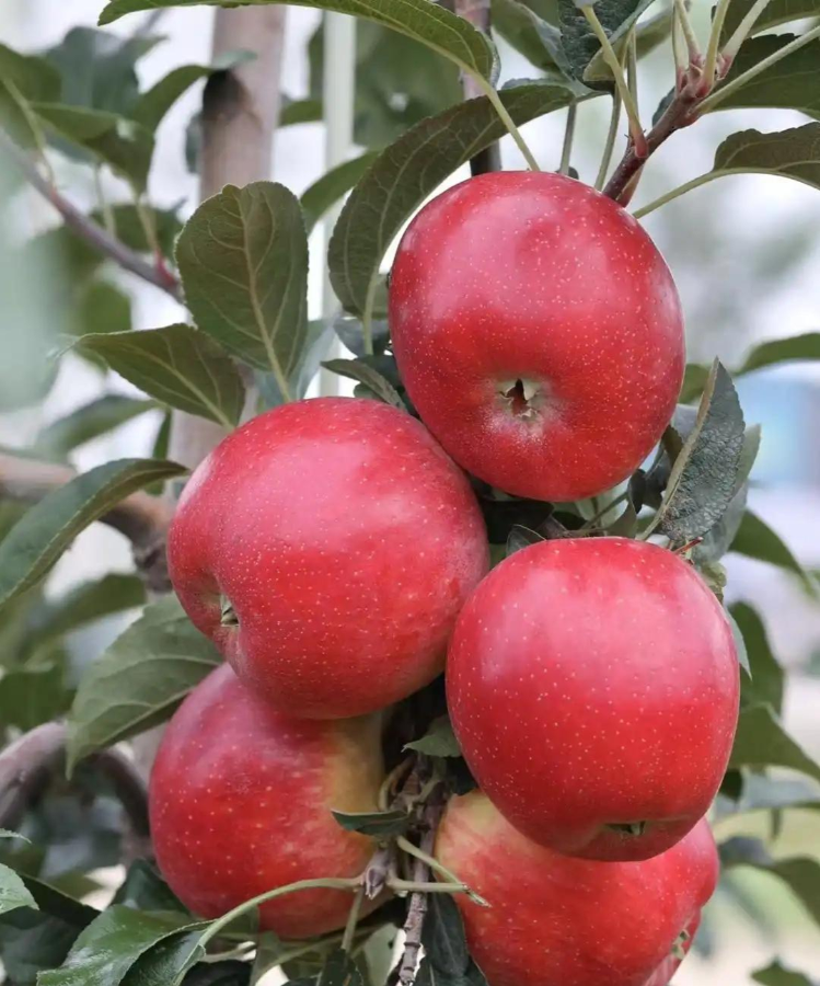 恭喜!山东省农科院9项成果入选2025年国家农业主导品种主推技术(图2)