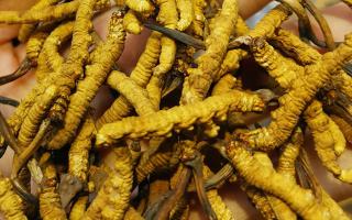 农产品加工设备成“香饽饽”温宿装备制造企业产销两旺(图1) 农产品加工设备成“香饽饽”温宿装备制造企业产销两旺