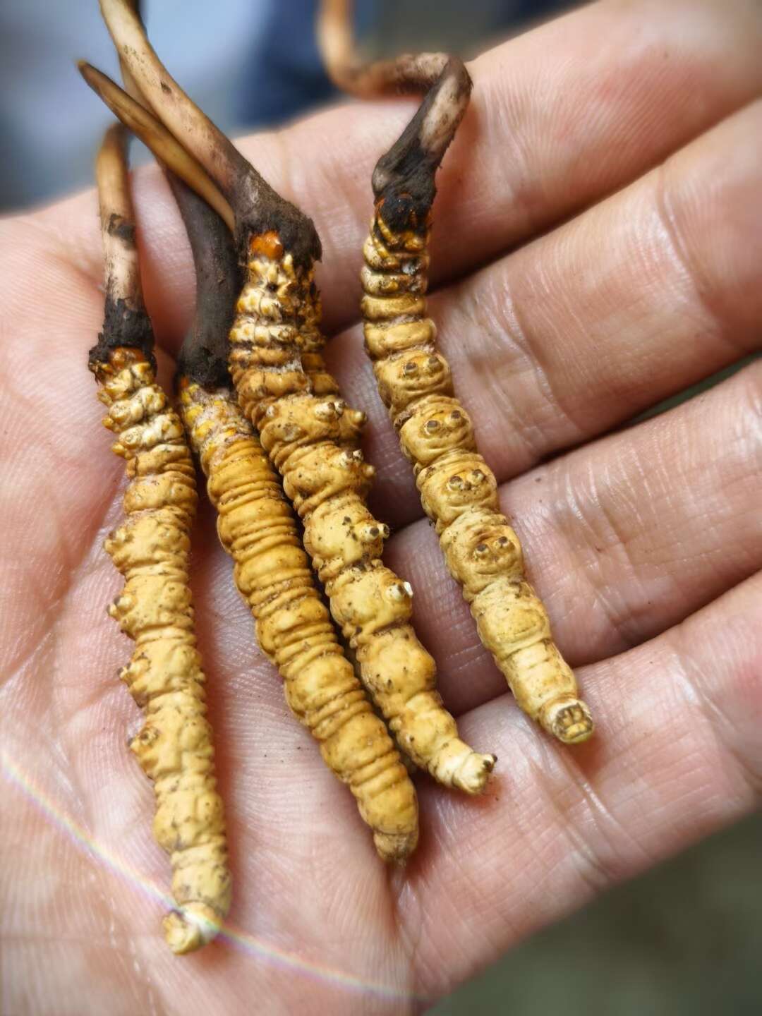 涨停雷达：冬虫夏草+乡村振兴+高股息+半年报增长 众兴菌业触及涨停