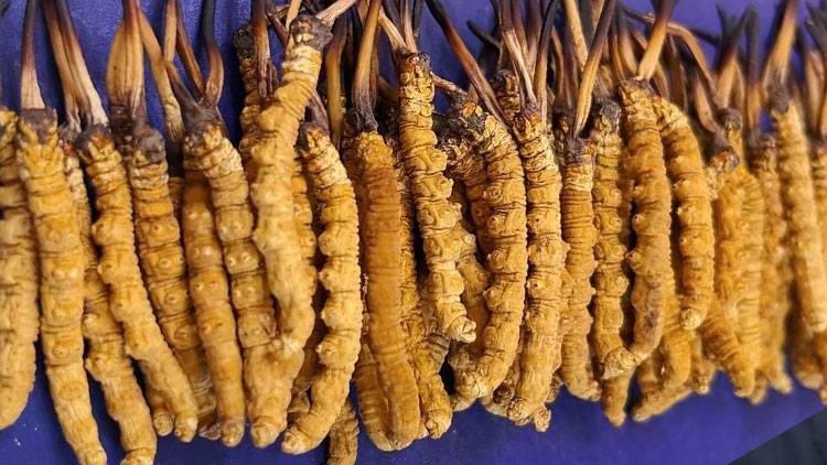 云南白芸豆育种科技居世界前列