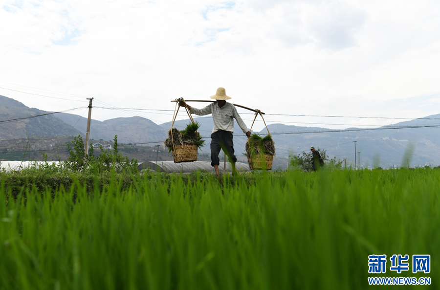 北虫草如何种植 北虫草人工栽培技术
