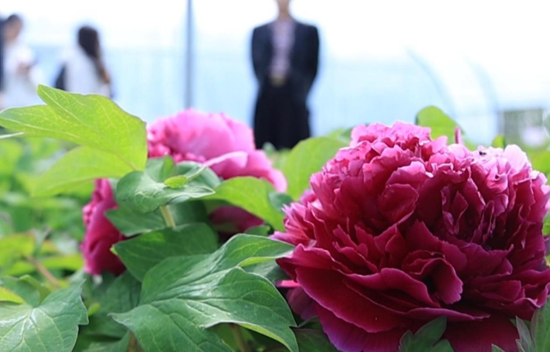 把法治的种子播撒在草原上——记西北民族大学法学院教授尼玛才让