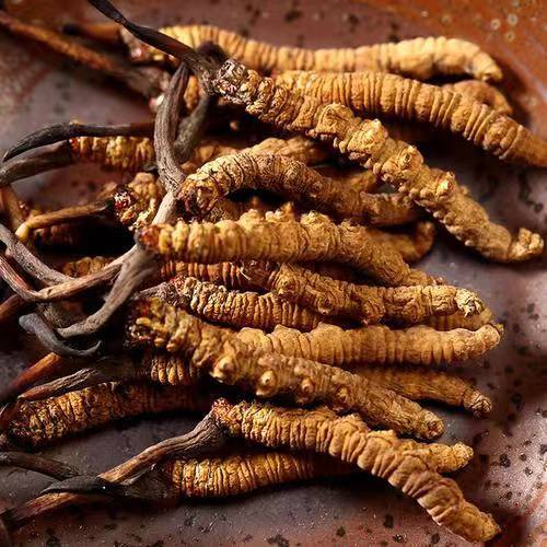 冬虫夏草如何种植(图1) 冬虫夏草如何种植