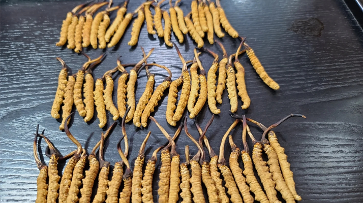 把法治的种子播撒在草原上