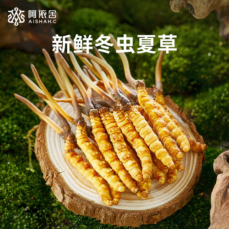 桐梓县规模种植虫草菌菇