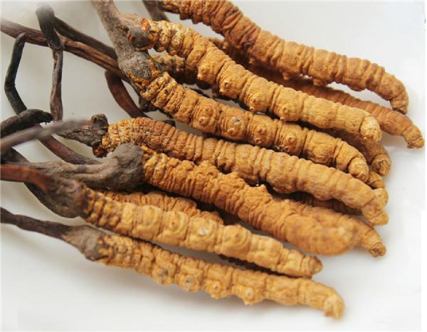 众兴菌业取得虫草孢子收集器相关专利冬虫夏草孢子收集装置提升收集质效