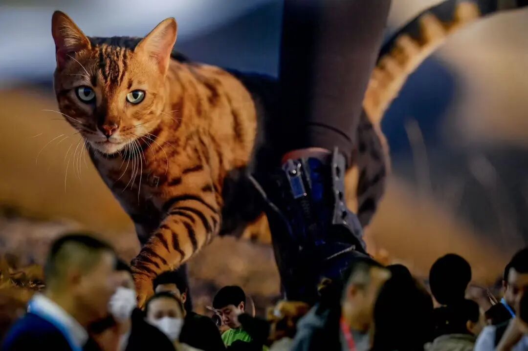 致命“开盒”:卧底虐猫群的代价(图1)