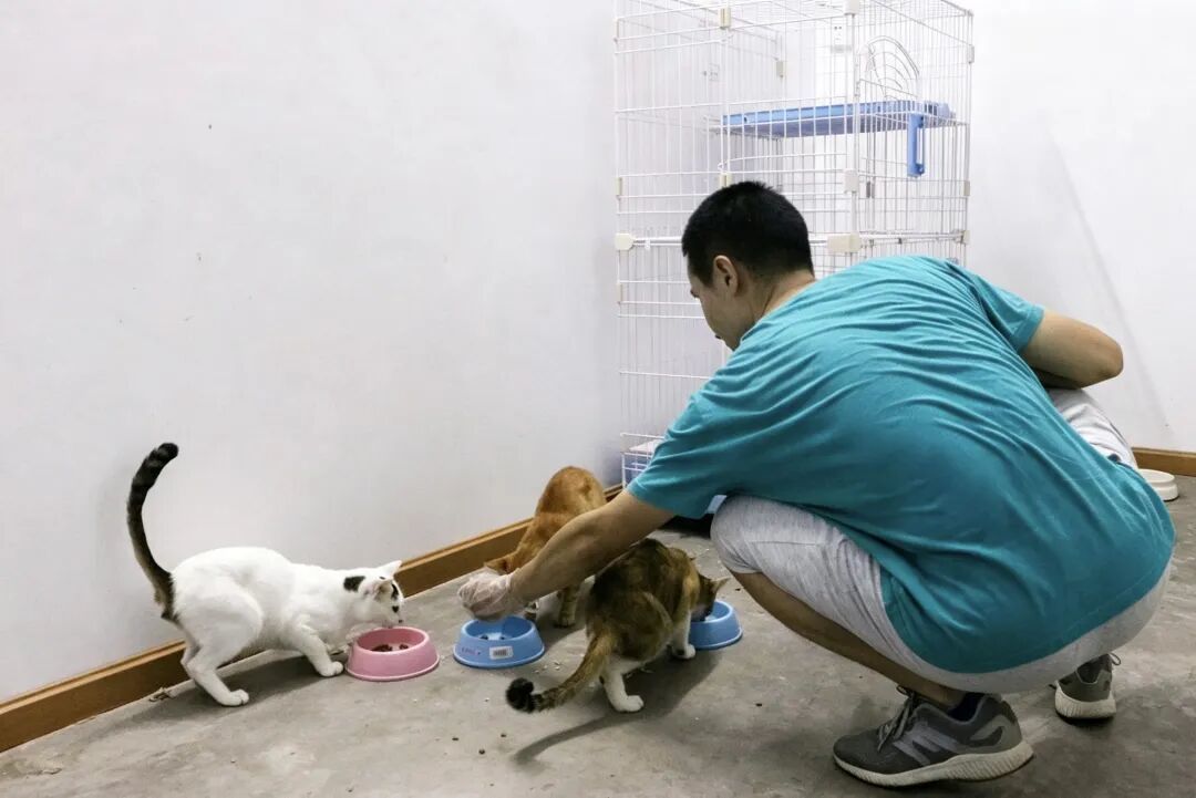 致命“开盒”:卧底虐猫群的代价(图6)